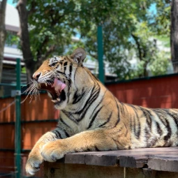 Tiger in The Kingdom of Tigers Phuket